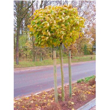 Baumpfahl Zaunpfahl Durchmesser: 80 mm | Farbe: grün | Höhe: 1.25 m
